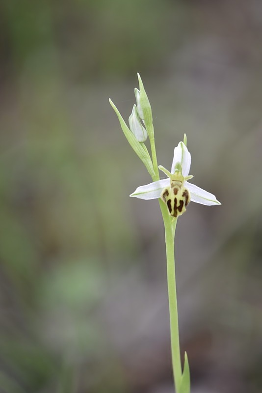 Ophrys_apifera-trollii4.jpg.4a849825b615274f975a9abeba0ff4d2.jpg