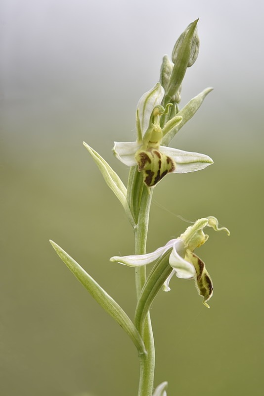 Ophrys_apifera-trollii5.jpg.0b0d57f38c10d24b5f183f3bea5c0a91.jpg