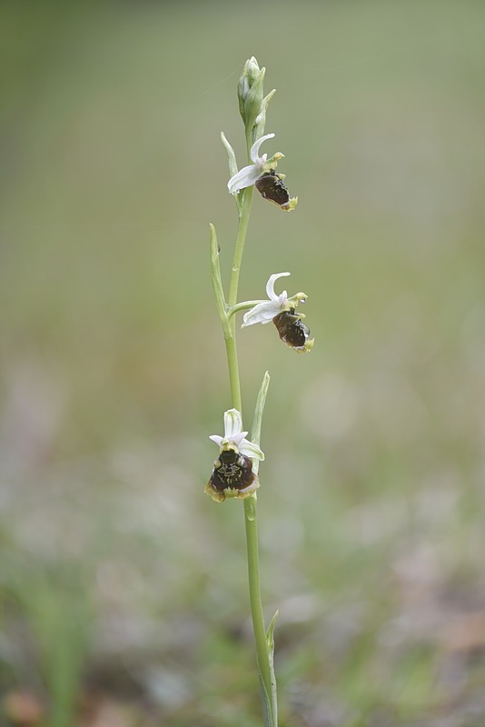 Ophrys_holosericea4.jpg.dccf954d7d4faae48ca96d414020d76b.jpg