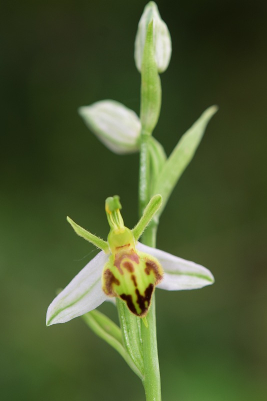 Ophrysapiferavar.trollii(Hegetschw.)Rchb.f.3.jpg.ea9c3cc6b64c1b36e6f07c5ce34729ef.jpg