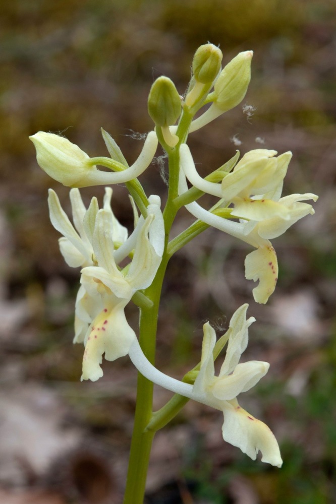 Orchis-provincialis-9716_21_2023.jpg