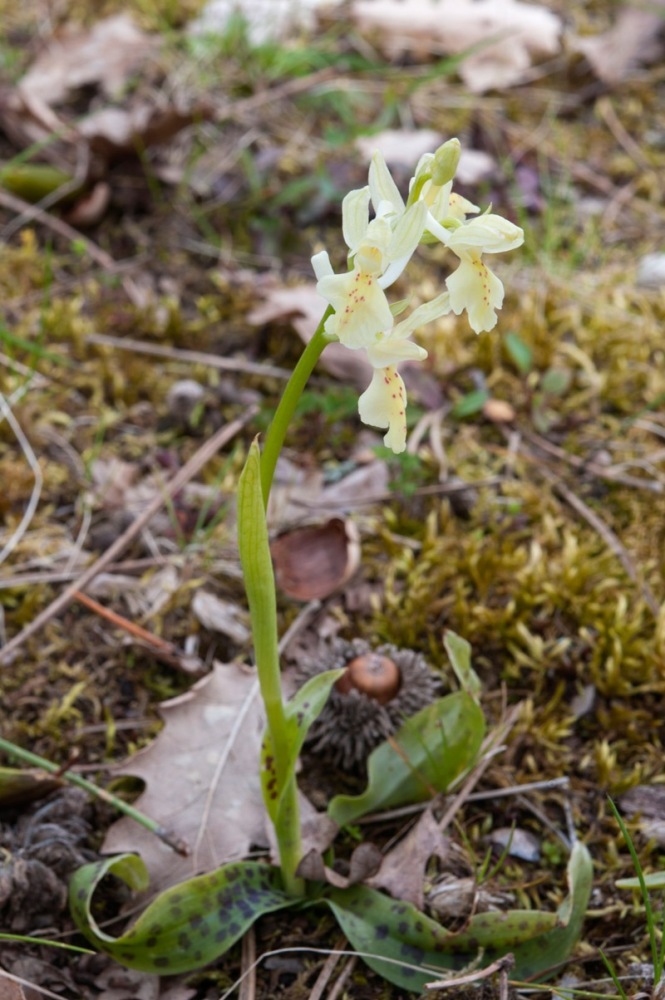 Orchis-provincialis-9729_2023.jpg