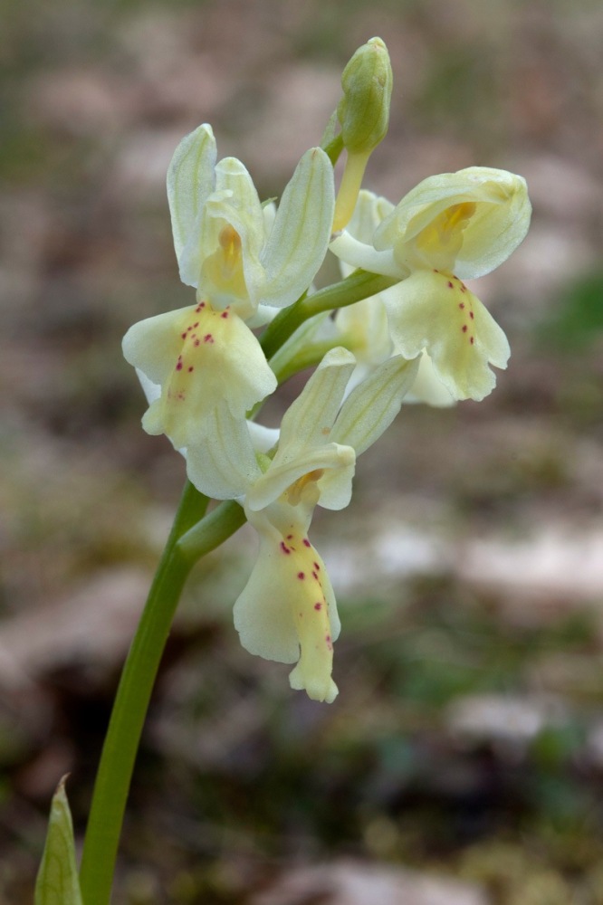 Orchis-provincialis-9737_41_2023.jpg