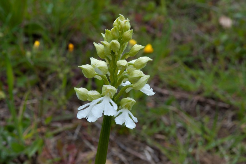 Orchis-purpurea-f-albiflora-125_130_2023.jpg