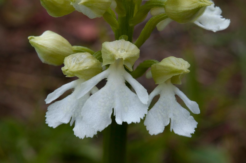 Orchis-purpurea-f-albiflora-131_142_2023.jpg