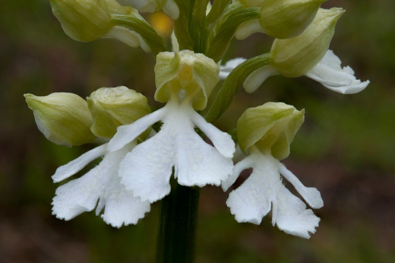 Orchis-purpurea-f-albiflora-153_162_2023.jpg