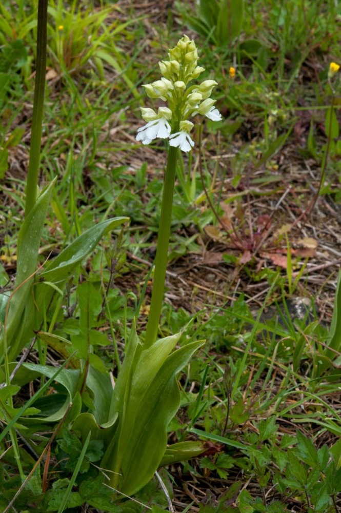 Orchis-purpurea-f-albiflora-68_2023.jpg