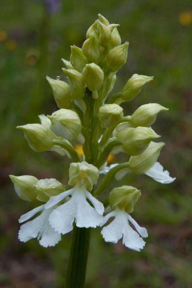 Orchis-purpurea-f-albiflora-81_85_2023.jpg