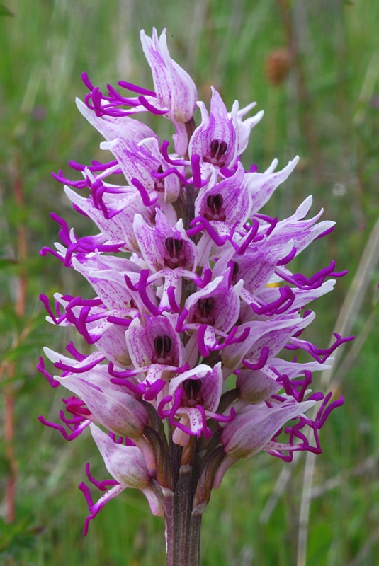 Orchis-simia-06.jpg