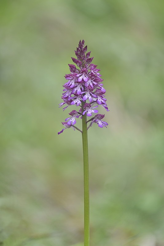 Orchis_hybrida2.jpg.a7d56ff22e7d43a0573009e756c5157b.jpg