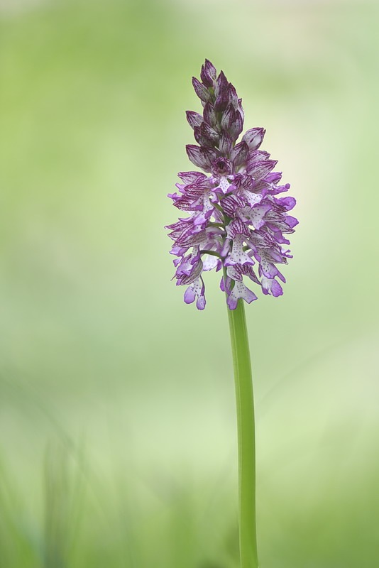 Orchis_hybrida7.jpg.56d1e9d451e3db9f38484e450c951912.jpg