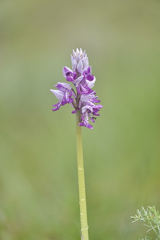 Orchis_militaris.jpg.d8123381746f62351846455e5557edd2.jpg