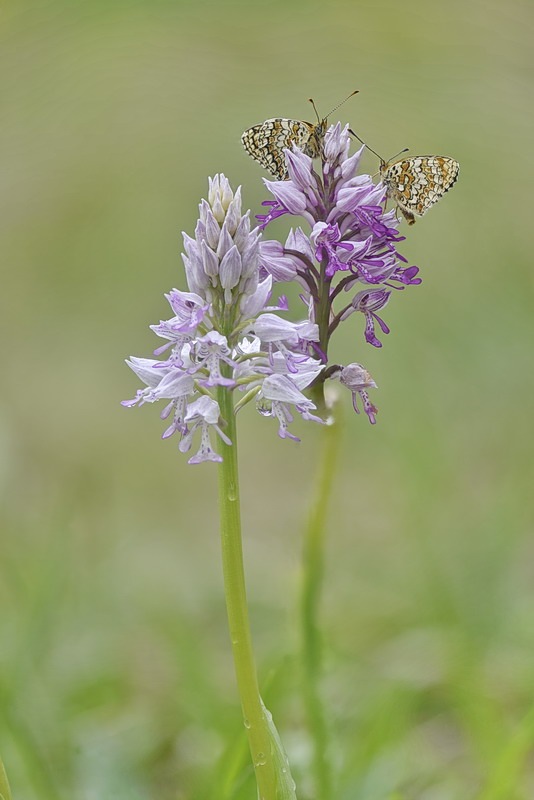 Orchis_militaris2.jpg.83311177e8ad1e9719afa3479ddb2f72.jpg