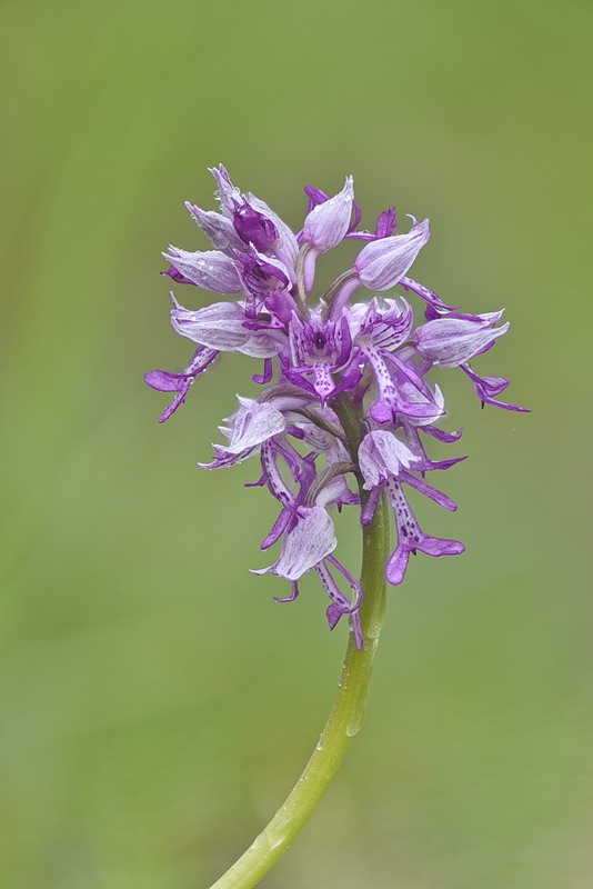 Orchis_militaris3.jpg.ffa6a1cb07a99f56ba60acea73a2758b.jpg