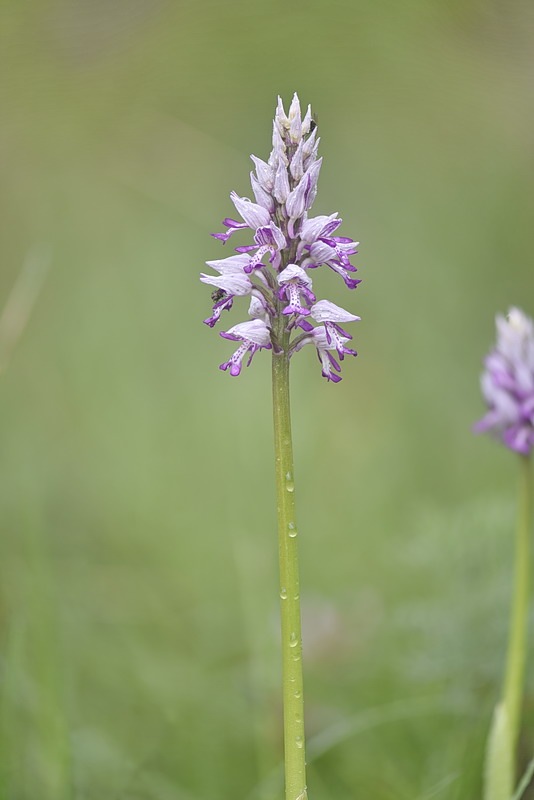 Orchis_militaris5.jpg.d01272a6f109f37163881bd5cb3285c8.jpg