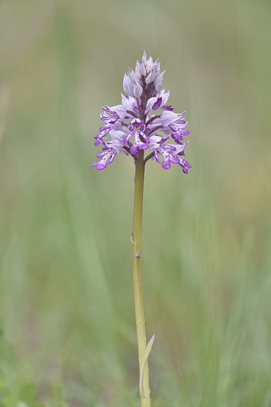 Orchis_militaris6.jpg.da6e06d8978c568dfedf2570922c2331.jpg