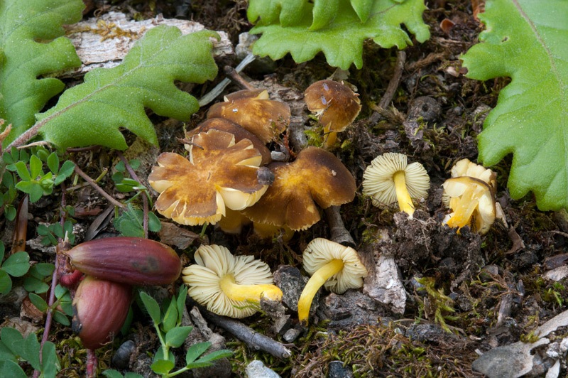 Pluteus-romelii-9826_32_2023.jpg