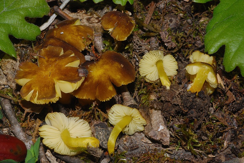 Pluteus-romellii-TL230430-04-04.jpg