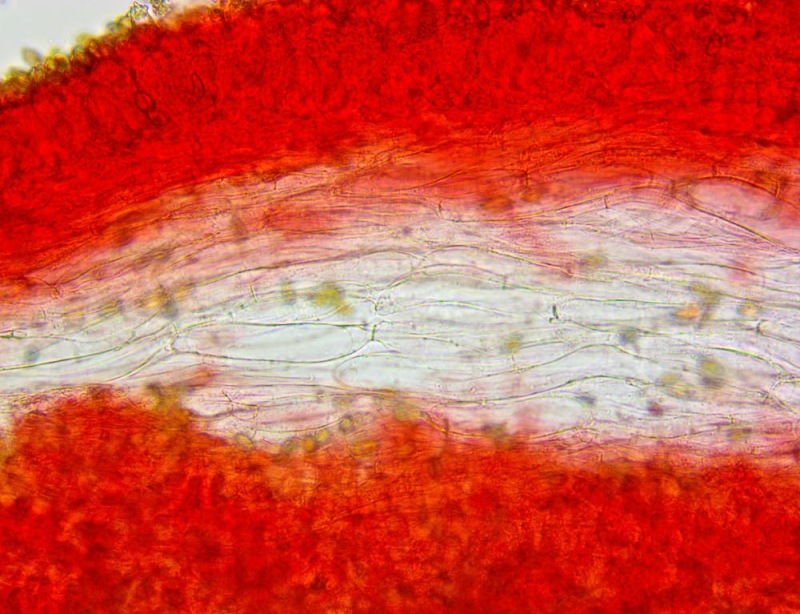 0003.thumb.jpg.09001200f6b26fd9001522360f85c825.jpg