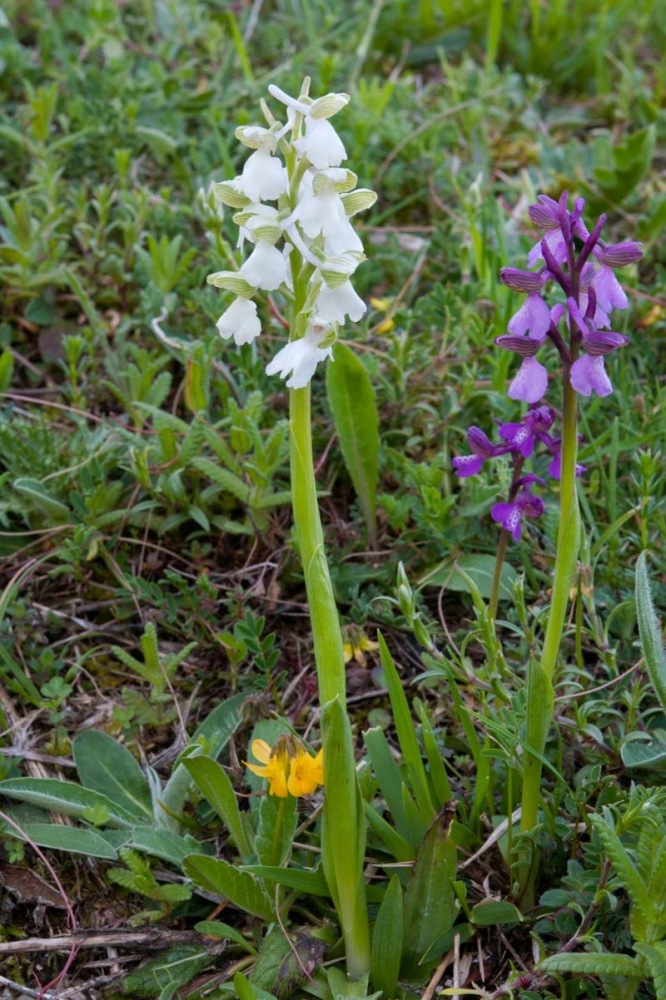 Anacamptis-morio-f-albiflora-305_08_2023.jpg