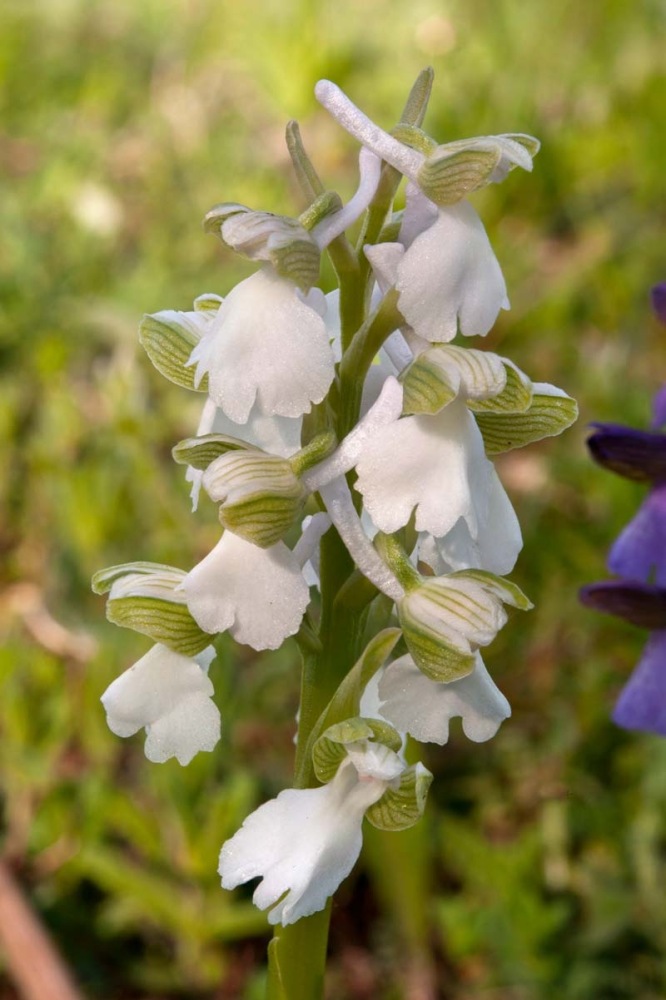 Anacamptis-morio-f-albiflora-311_18_2023.jpg