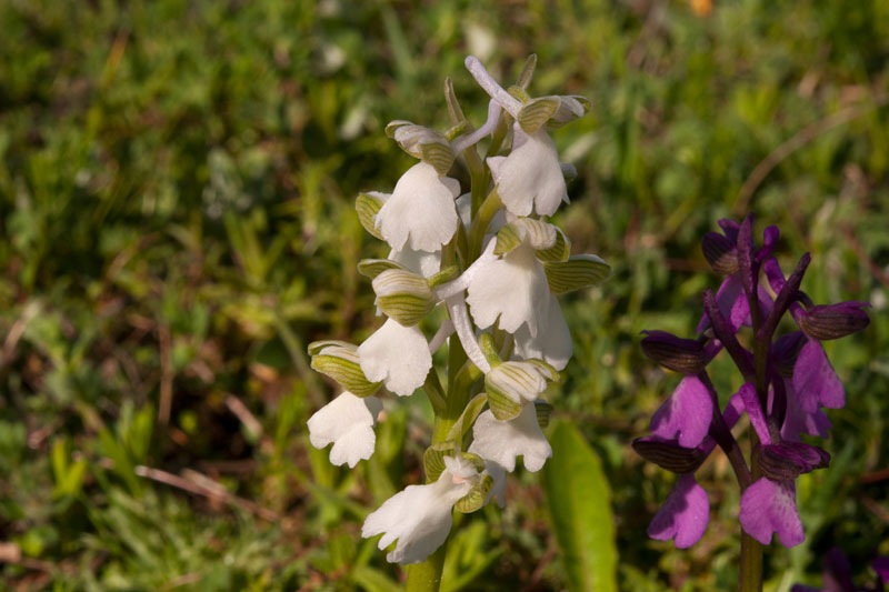 Anacamptis-morio-f-albiflora-321_22_2023.jpg