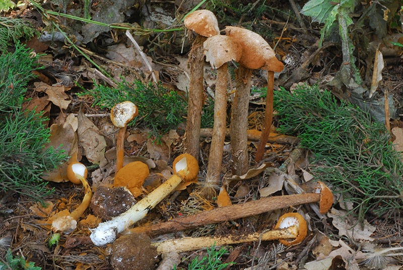 Battarrea phalloides 01.jpg