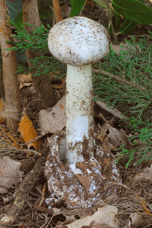 Battarrea phalloides 03.jpg