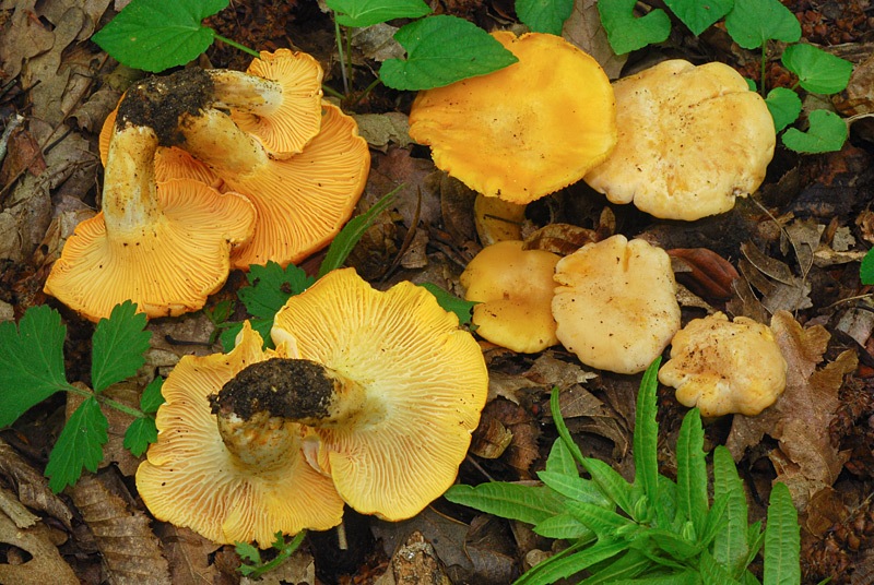 Cantharellus-pallens-04.jpg