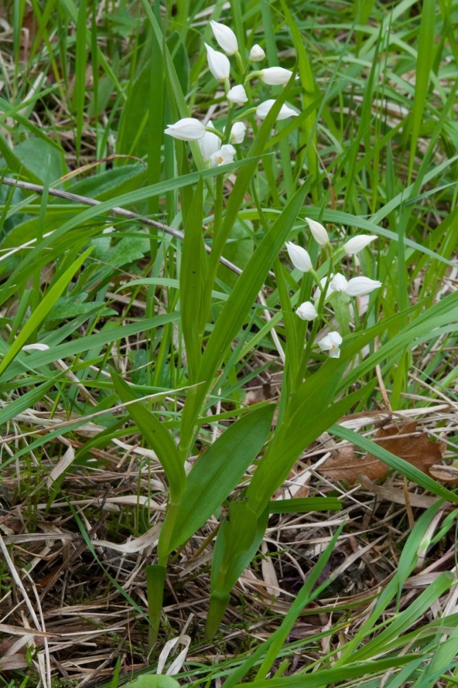 Cephalanthera-longifolia-1014_18_2023.jpg