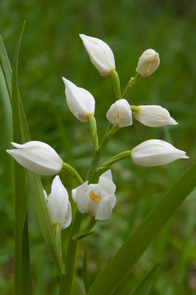 Cephalanthera-longifolia-1050_54_2023.jpg