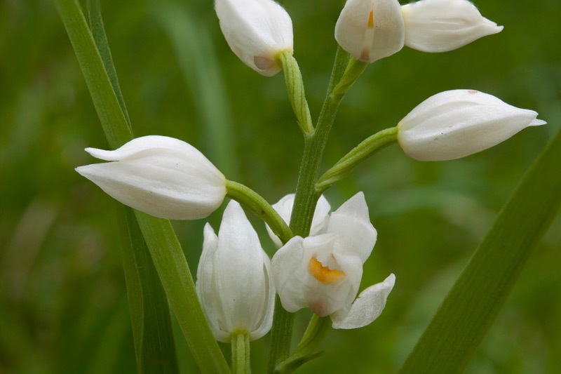 Cephalanthera-longifolia-1078_85_2023.jpg