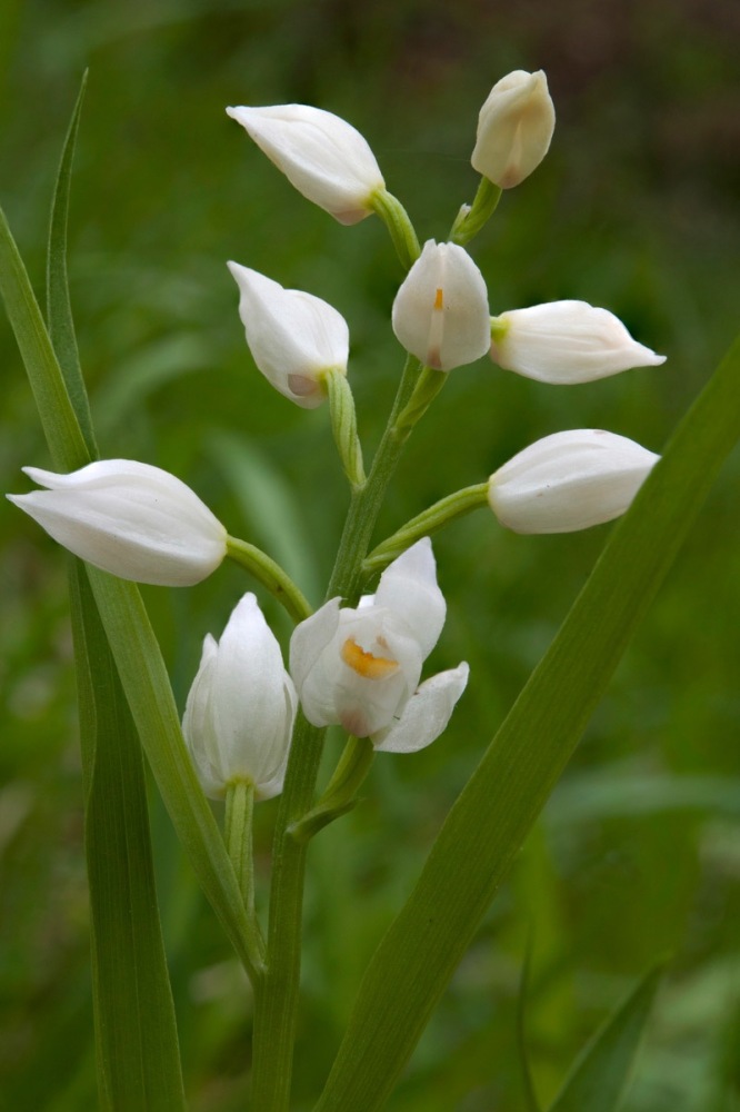 Cephalanthera-longifolia-1091_01_2023.jpg