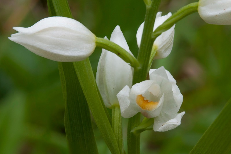 Cephalanthera-longifolia-1115_20_2023.jpg