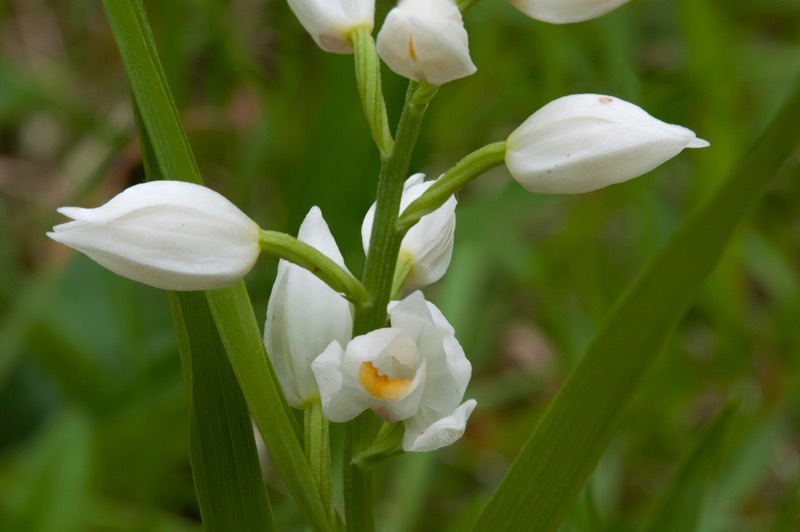 Cephalanthera-longifolia-1121_25_2023.jpg