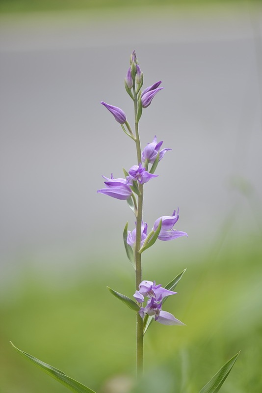 Cephalanthera_rubra.jpg.aa484d9bc330e73e5ea8fed927729c92.jpg