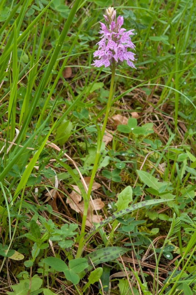 Dactylorhiza-maculata-subsp-fuchsii-1180_2023.jpg