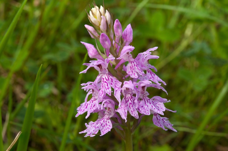 Dactylorhiza-maculata-subsp-fuchsii-1218_28_2023.jpg