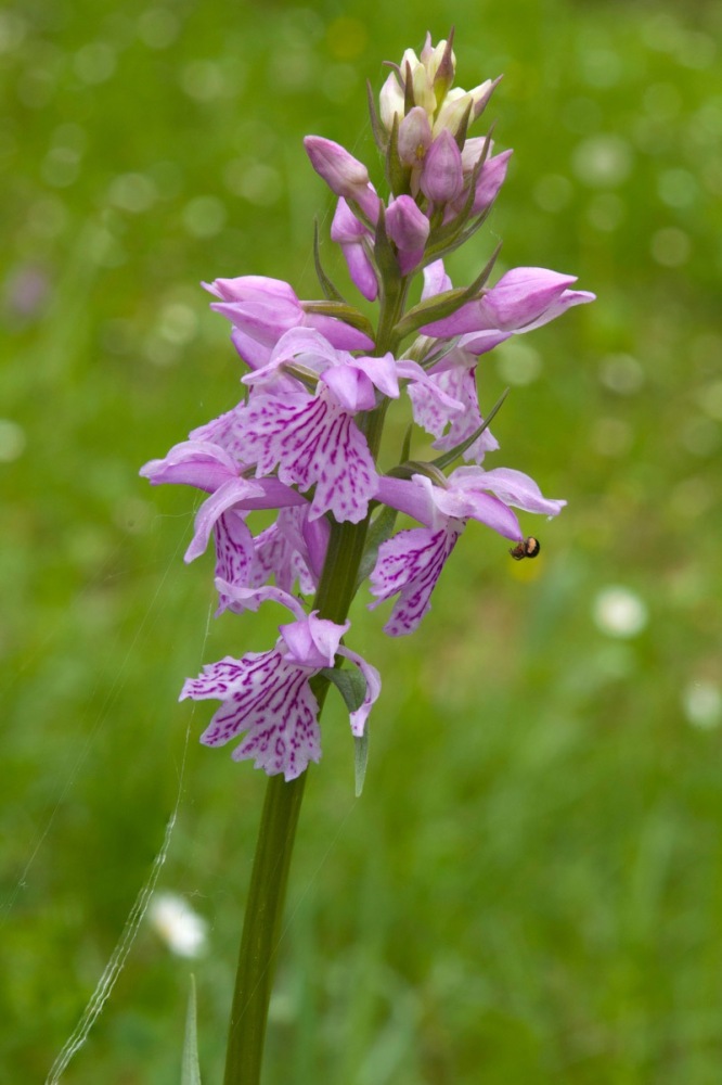 Dactylorhiza-maculata-subsp-saccifera-1136_44_2023.jpg