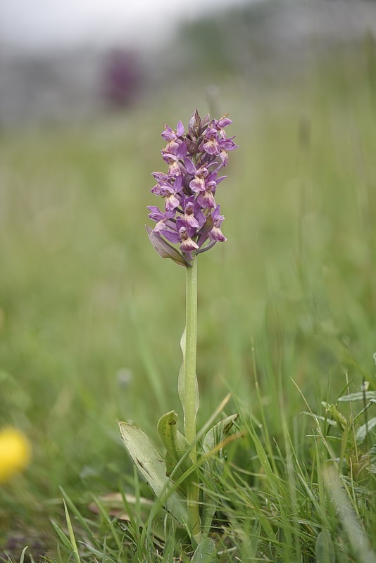 Dactylorhiza_sambucina5.jpg.a6691745ccabe72debf06dc626a64aec.jpg