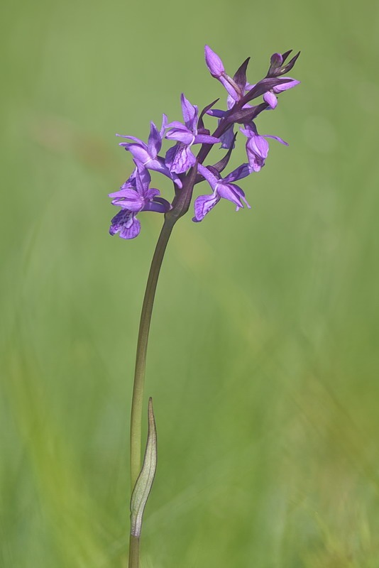 Dactylorhiza_traunsteineri.jpg.5a9ebeabdcd43b5ce21339e0ece1018f.jpg