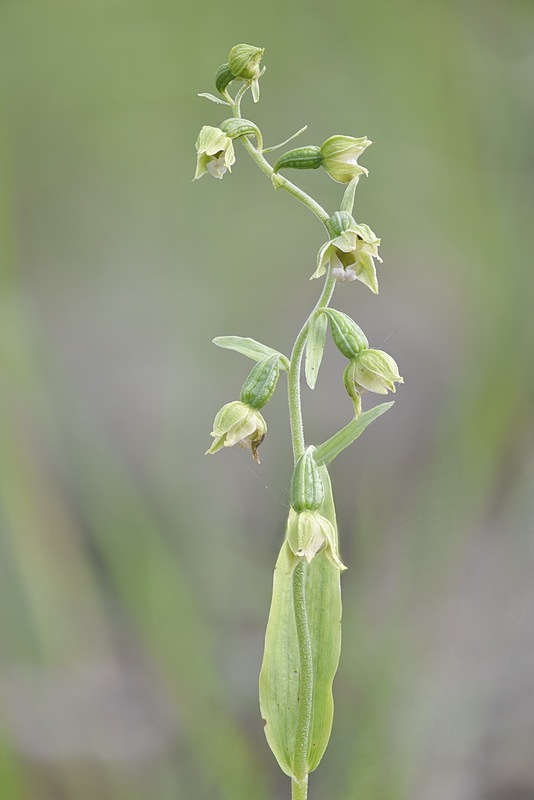 Epipactis_bugacensis2.jpg.8a635a59c02144fba00896ee8391d656.jpg