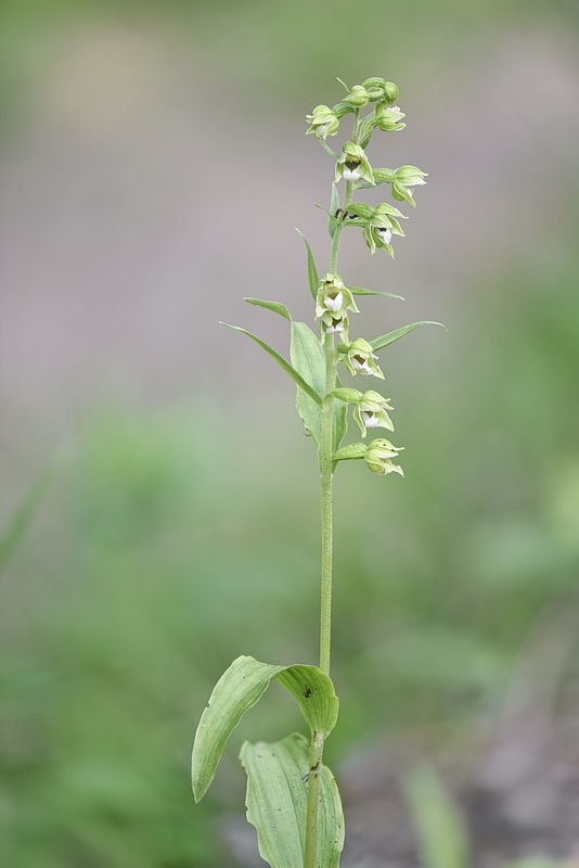 Epipactis_bugacensis4.jpg.6a2c69351415e24af9d088f884df7004.jpg