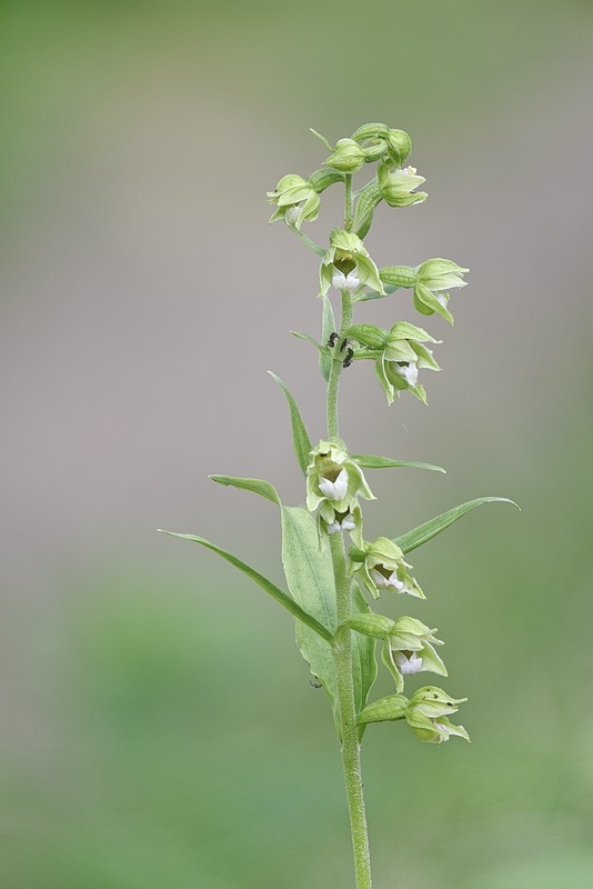 Epipactis_bugacensis6.jpg.32e3d841afcfb55920e449a6e76f874b.jpg