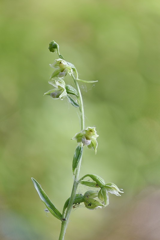 Epipactis_bugacensis8.jpg.a78adc9021e34ffc5ef5ed1fcf8ee477.jpg