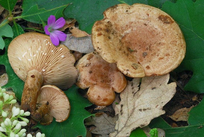 Lactarius-circellatus-02-4.jpg