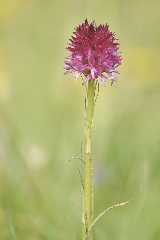 Nigritella_miniata3.jpg.88ee9f9c01587e19c2971d6565f7d917.jpg