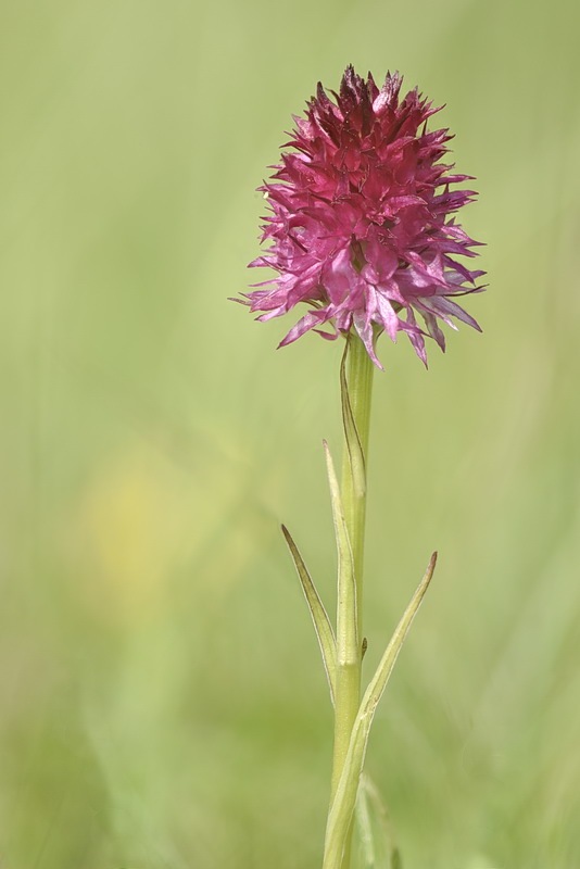 Nigritella_miniata9.jpg.e0989b189aee134cbcb1f25fc290aa55.jpg