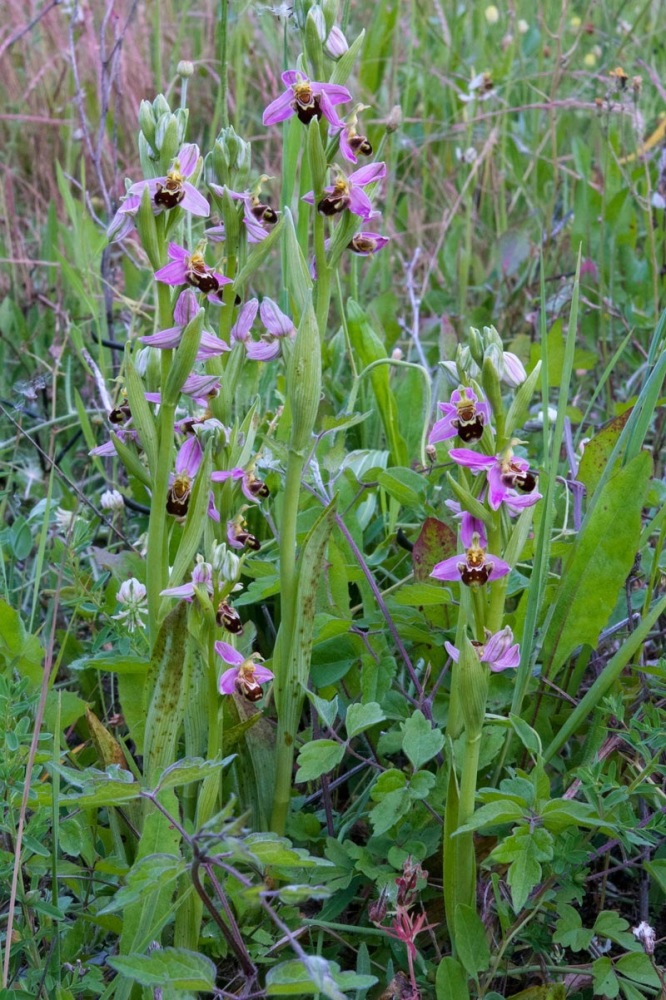 Ophrys-apifera-2375_81_2023.jpg