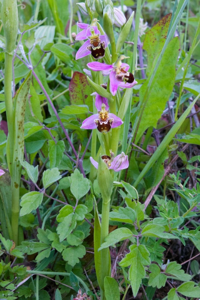 Ophrys-apifera-2382_86_2023.jpg